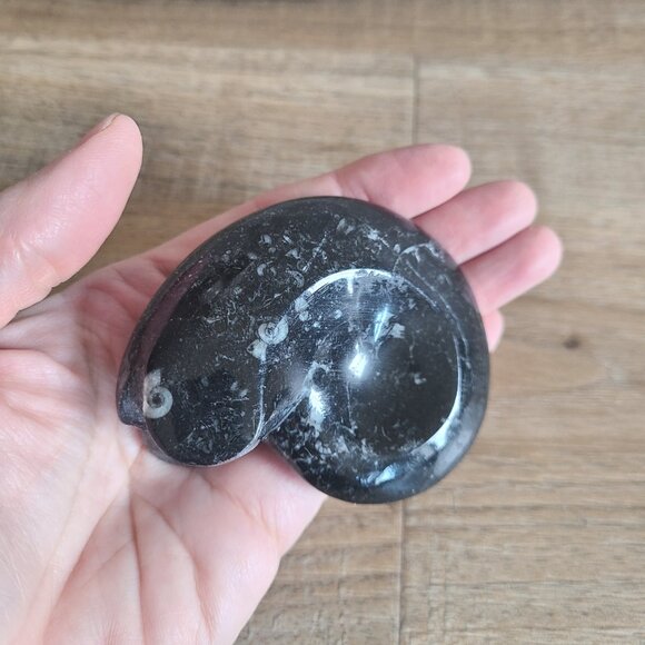 Ammonite Display Piece Paper Weight Morocco. - Picture 6 of 6